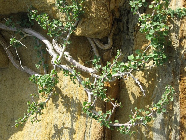 Cliff Spurge